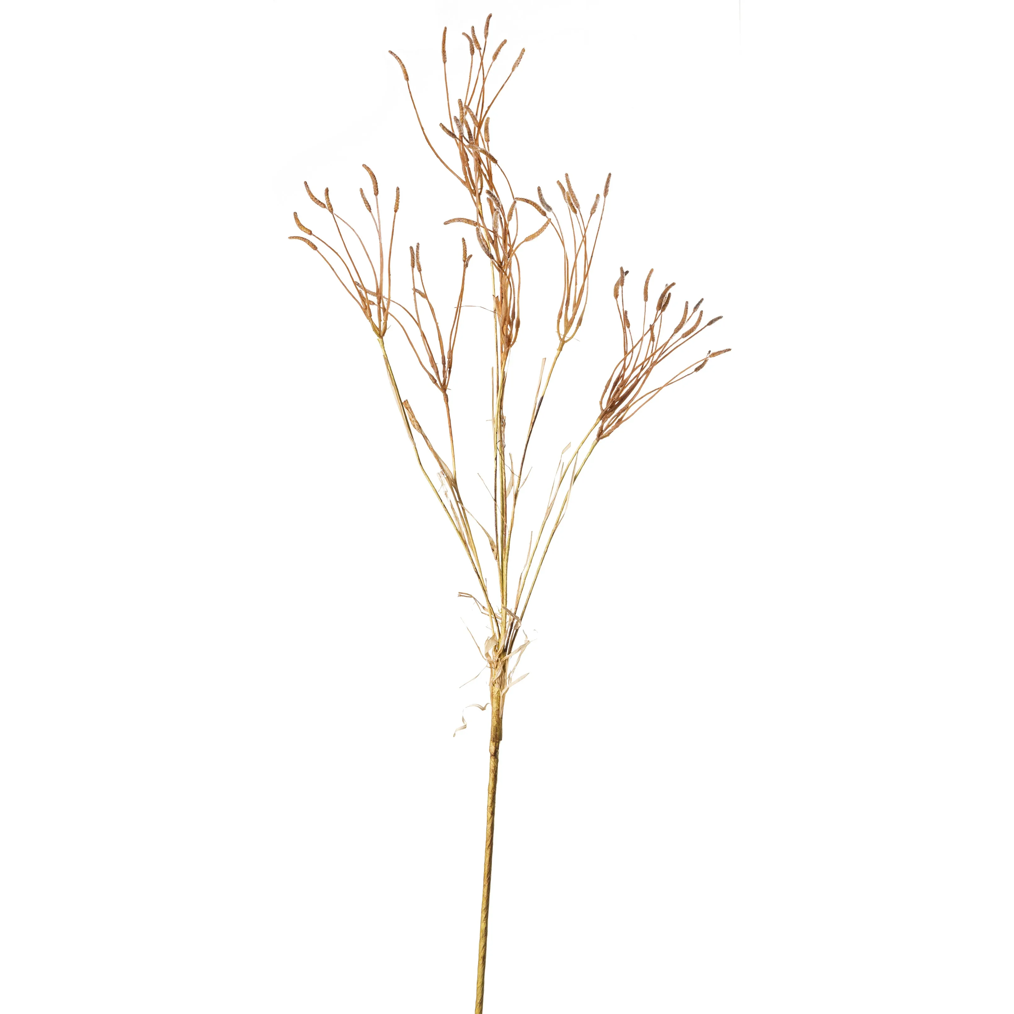 Grass Seed Branch - Brown